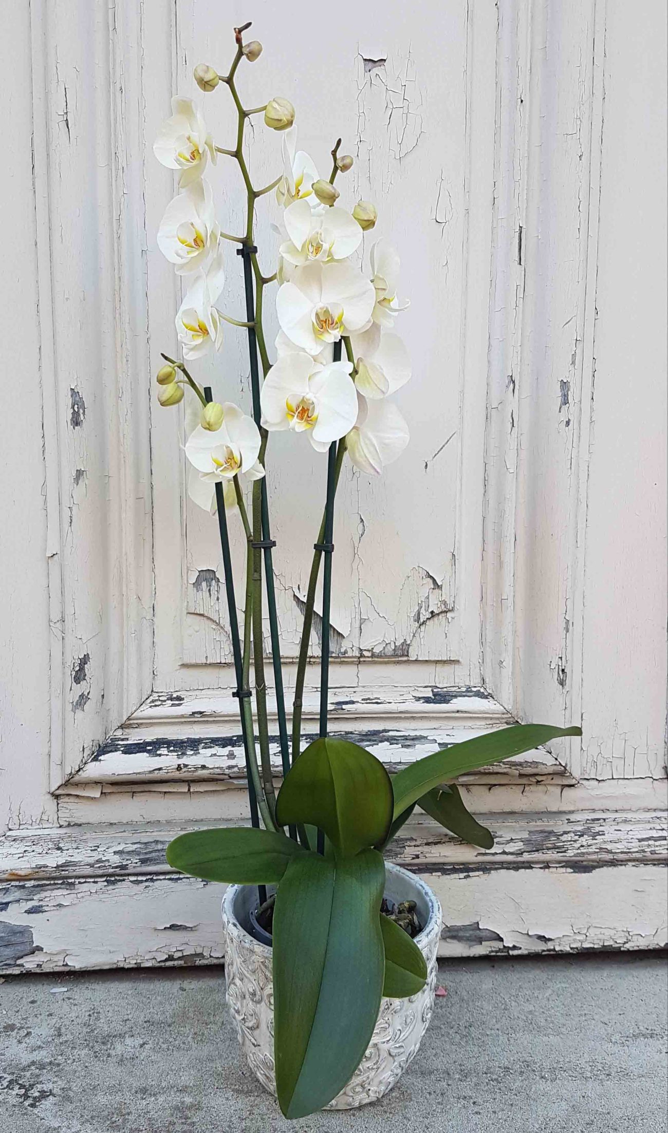 orchidee