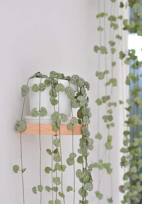ceropegia