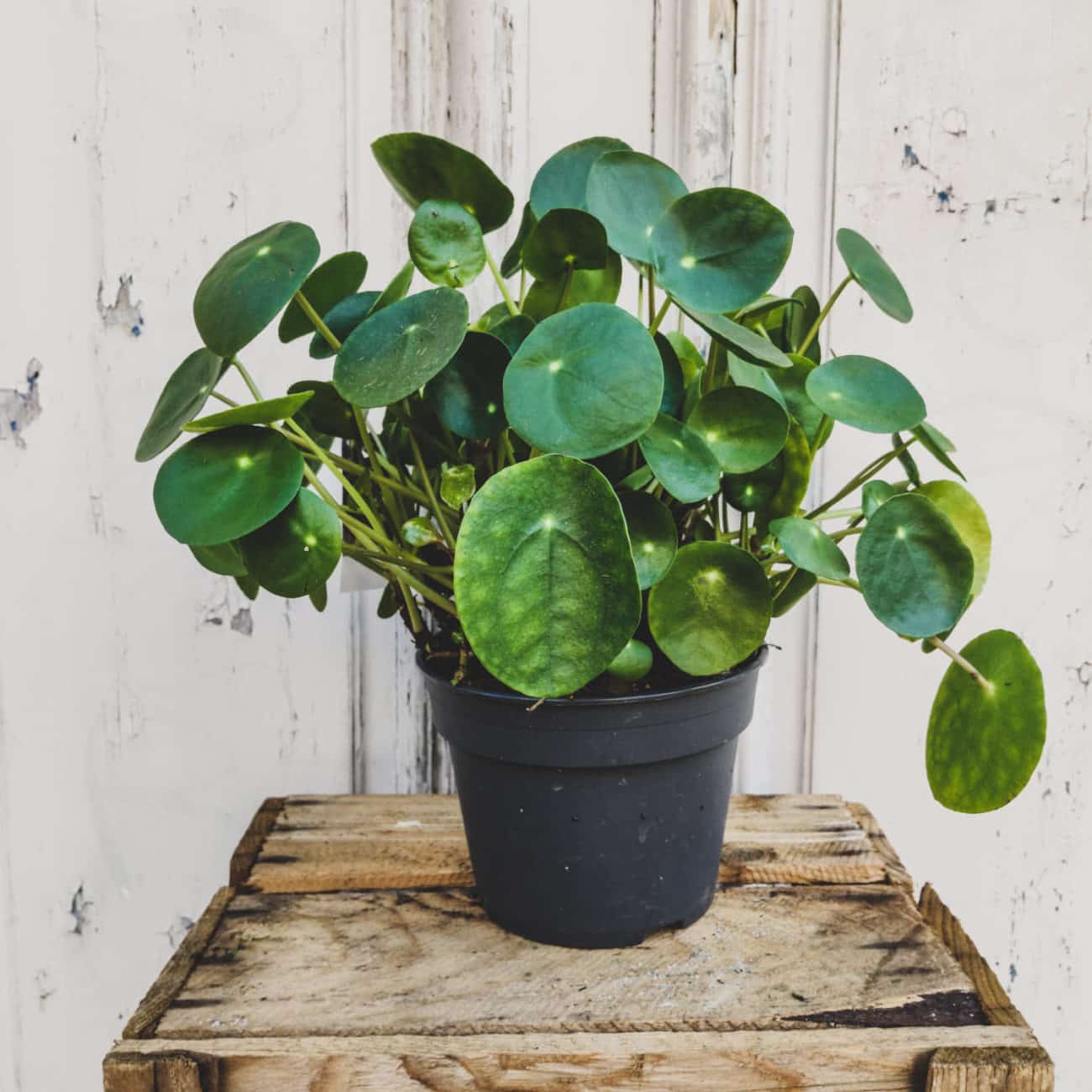 Pilea Pilea