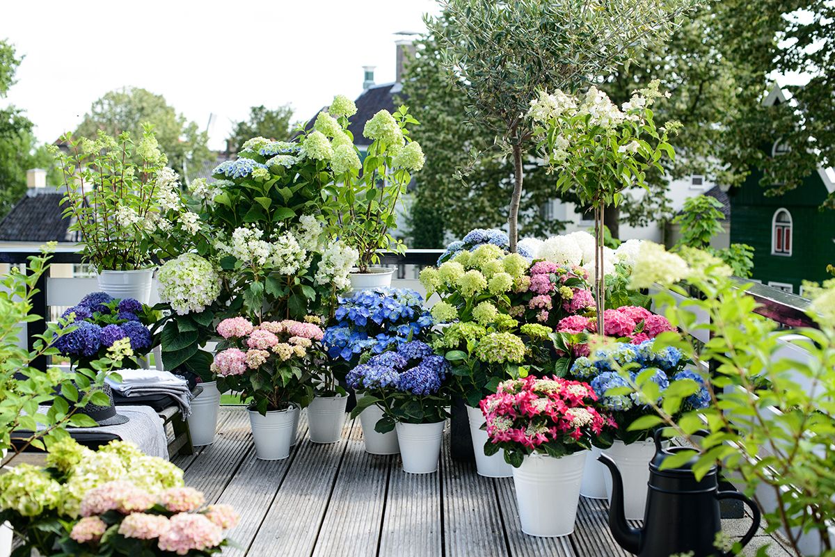 Les Hortensias