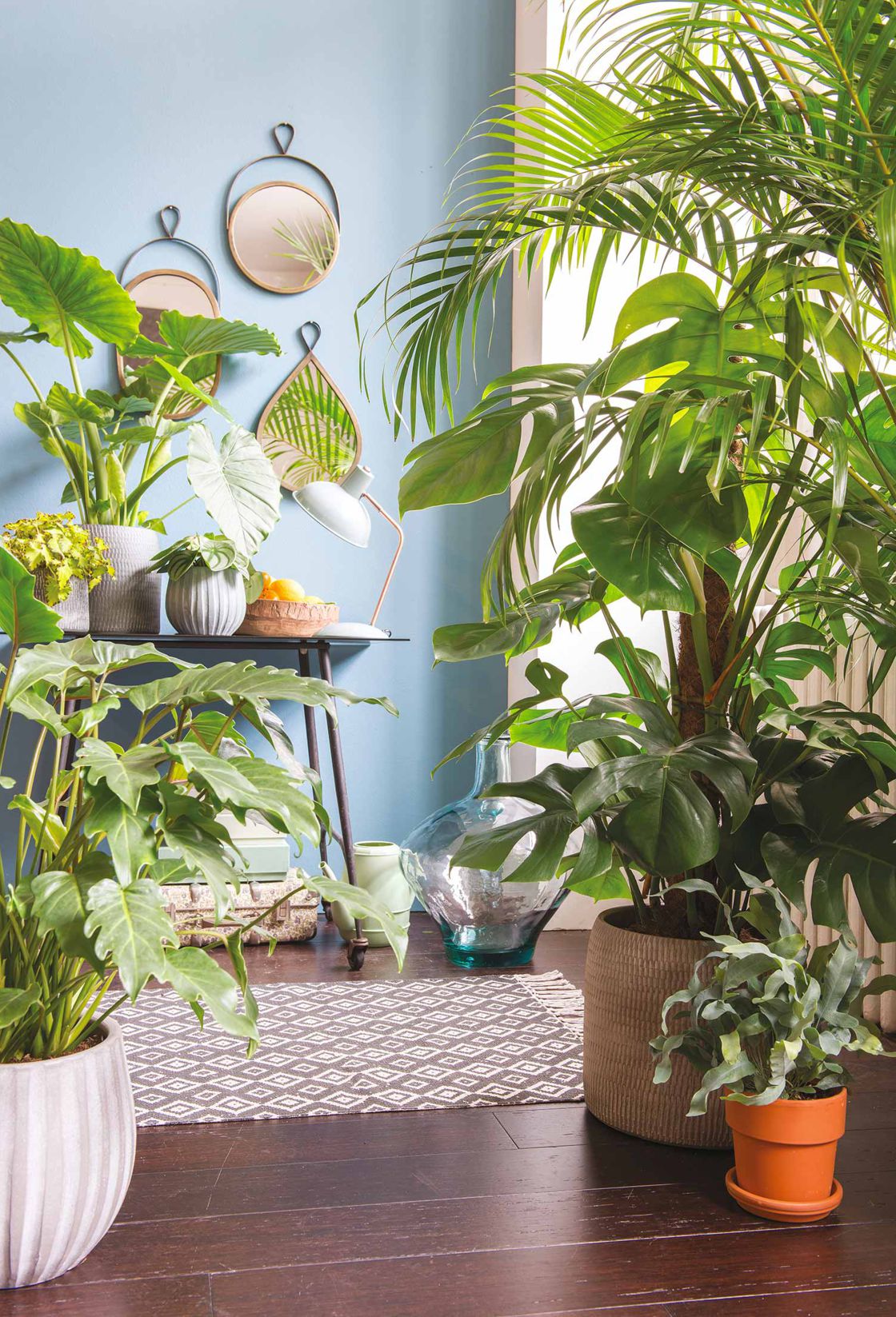 Comme choisir la plante qui vous conviendra?