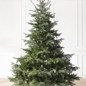 Sapin de noël Nordmann