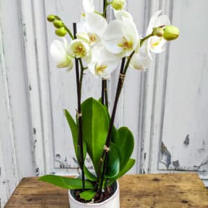 Bouquet de fleurs fraîches - Atelier Armelle Alleton, fleuriste au Mans