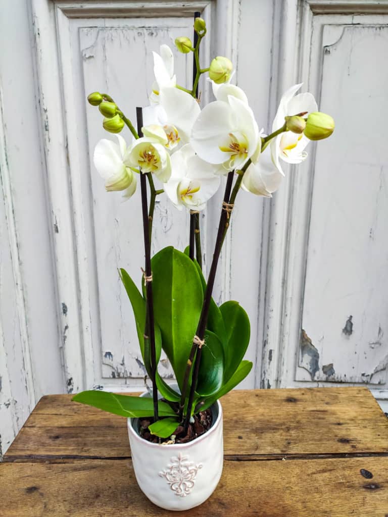 Bouquet de fleurs fraîches - Atelier Armelle Alleton, fleuriste au Mans
