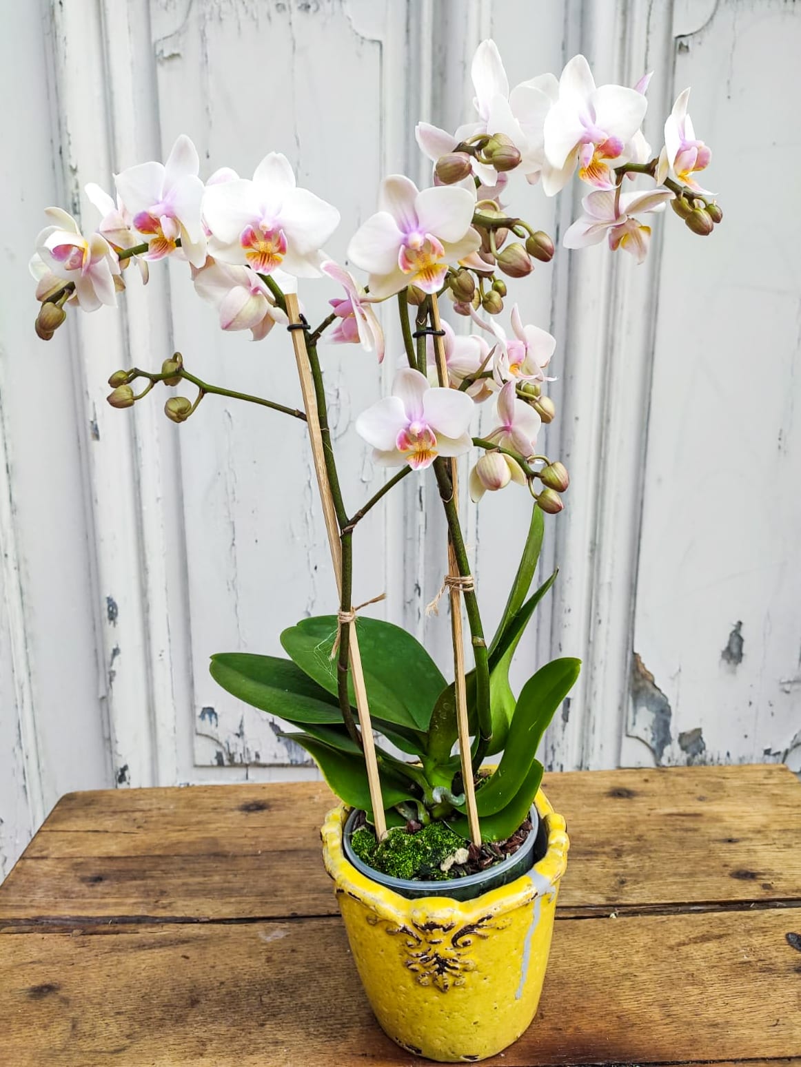 orchidée