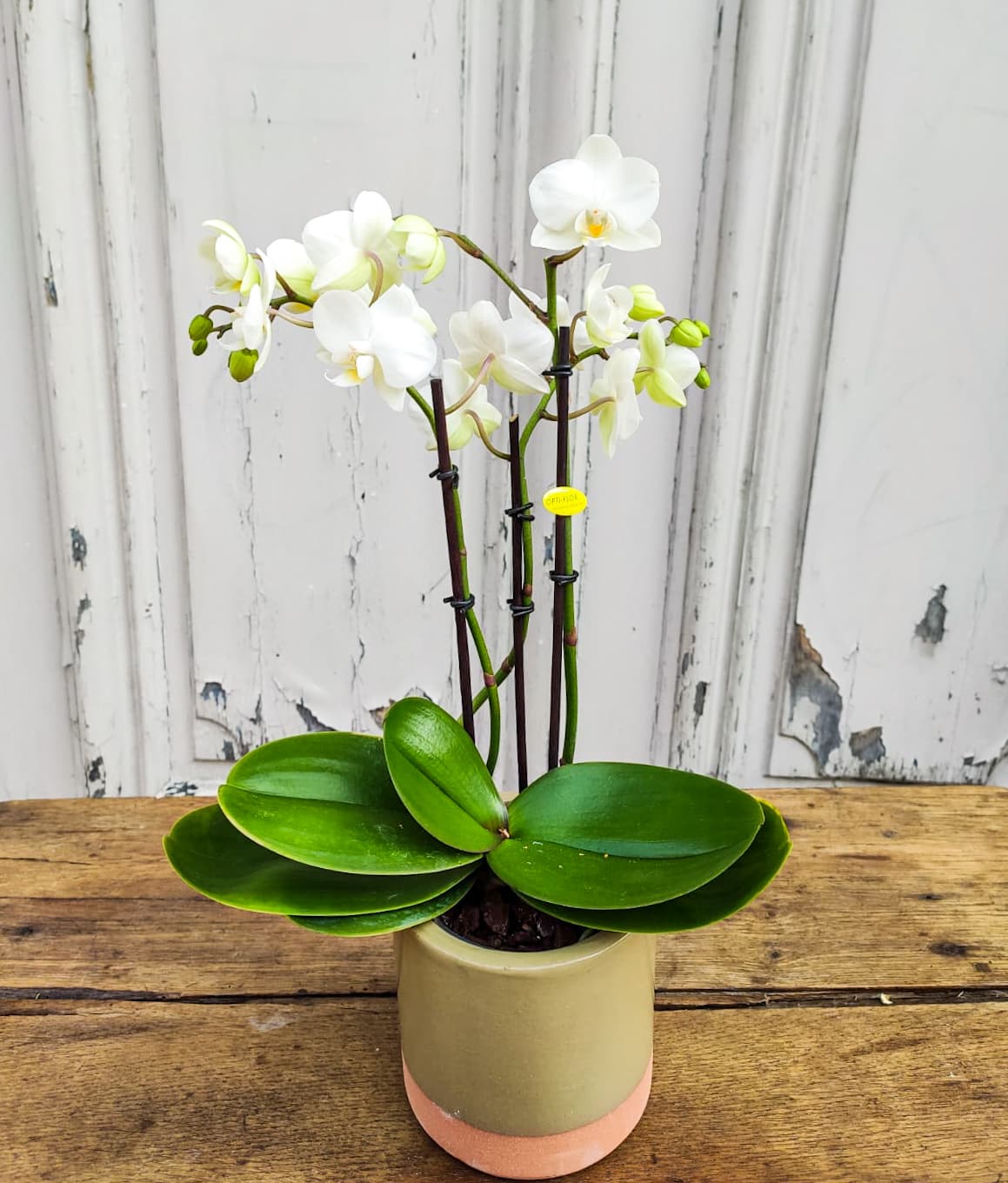 IMG-20201030-WA0072 Orchidée phalaenopsis blanc