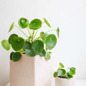 Pilea