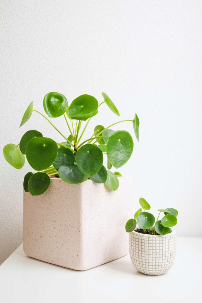 Pilea