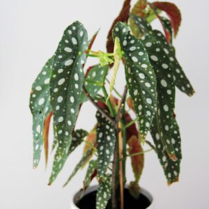 Begonia Maculata