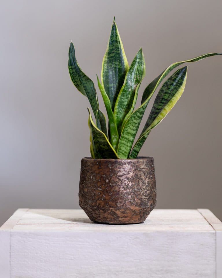 Sanseveria