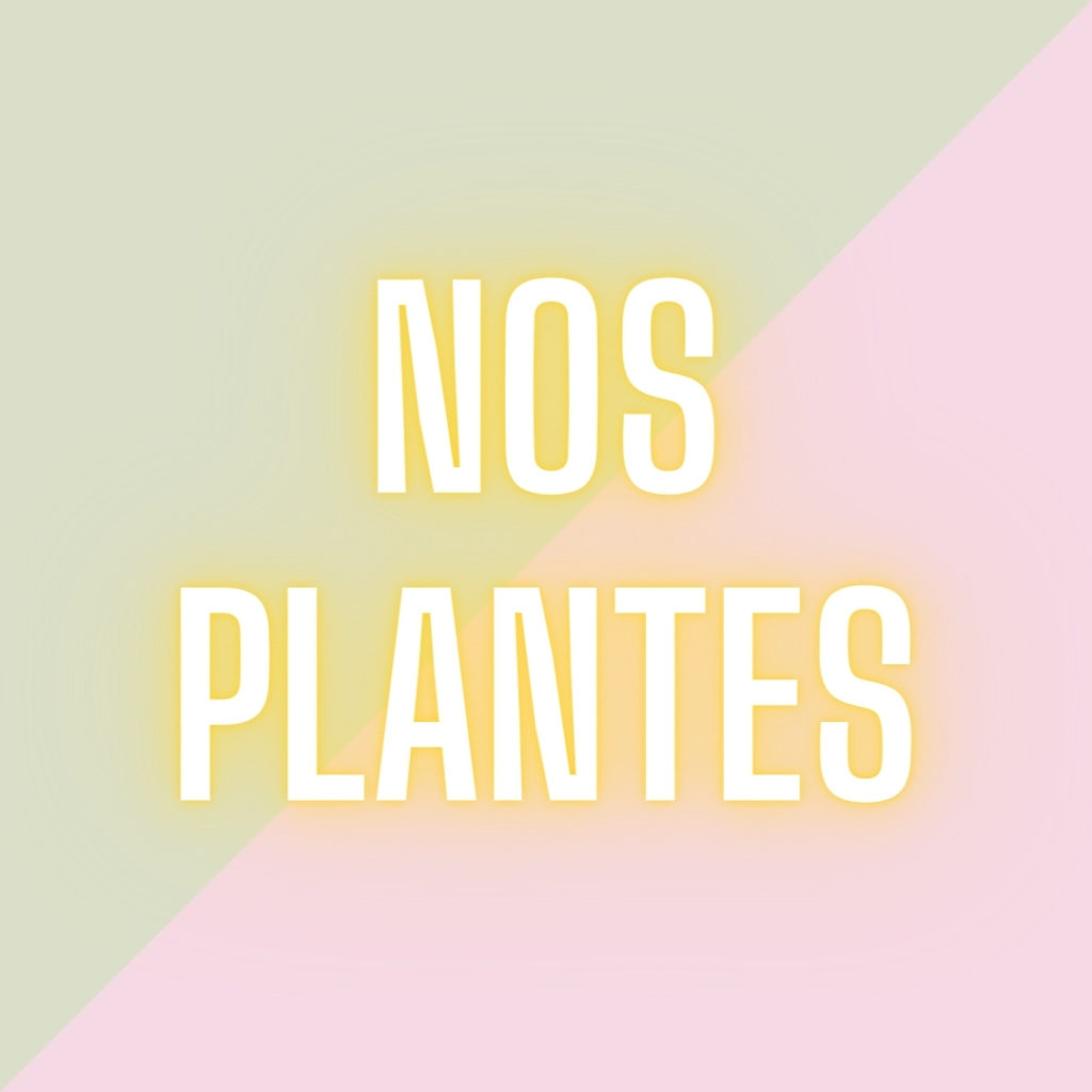 Nos plantes