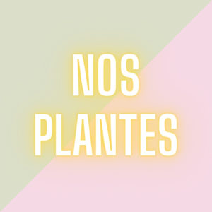Nos plantes