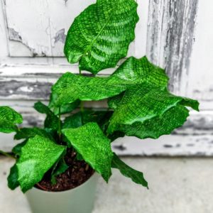 calathea musïaca