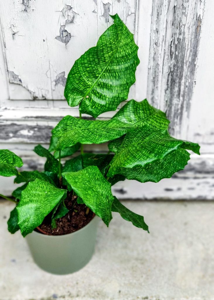 calathea musïaca