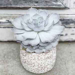 Echeveria Lilacina