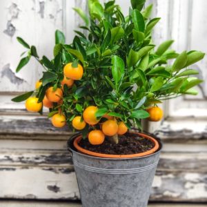 Calamondin