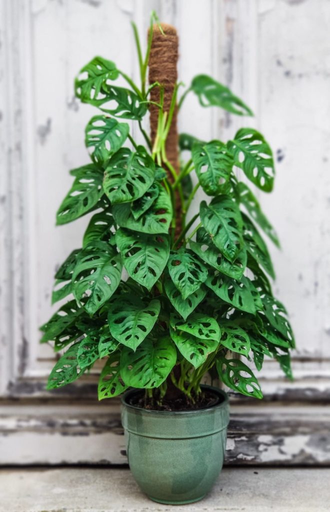 Philodendron Obliqua