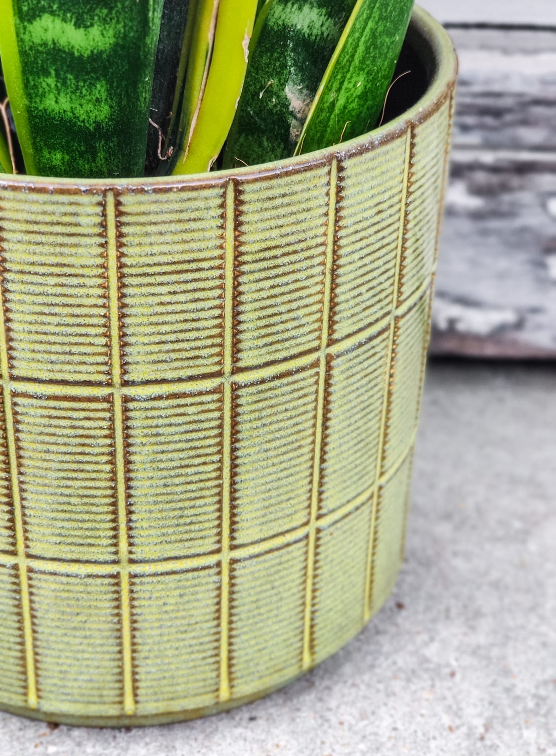 Sensevieria Sensevieria