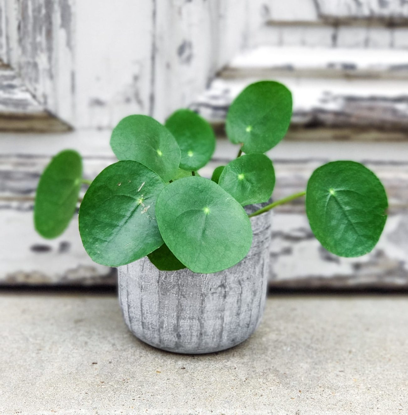 Pilea Pilea