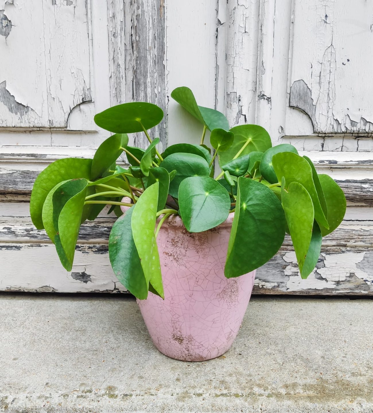 Pilea Pilea