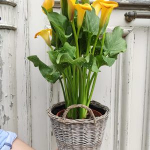 Calla