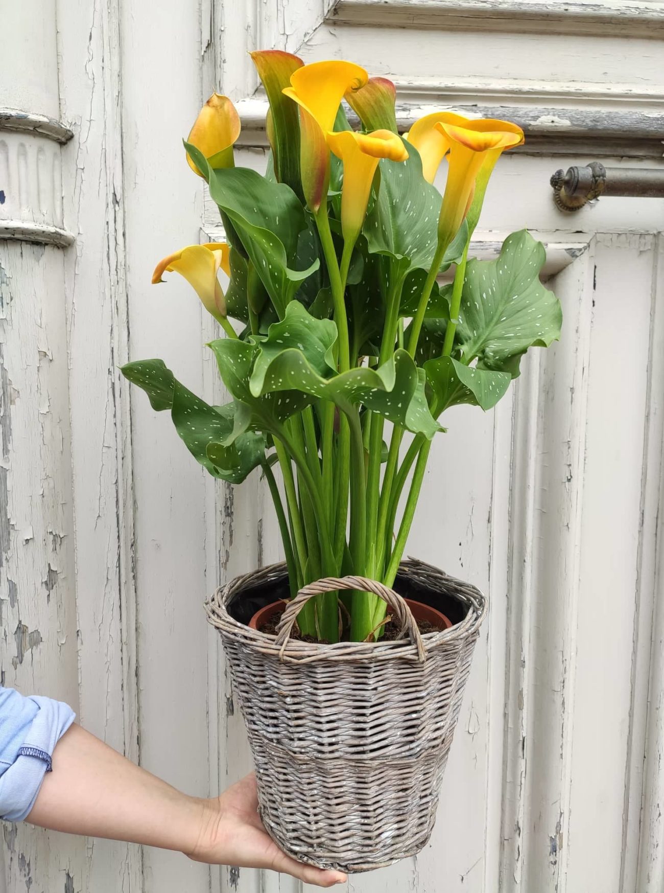 Calla