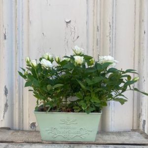 Coupe de rosier
