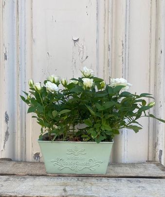Coupe de rosier
