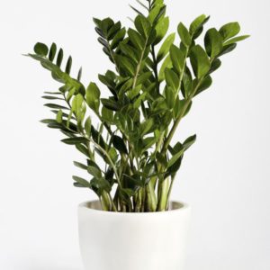 ZAMIOCULCAS