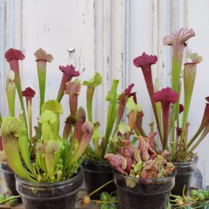 SARRACENIA -Plante carnivore