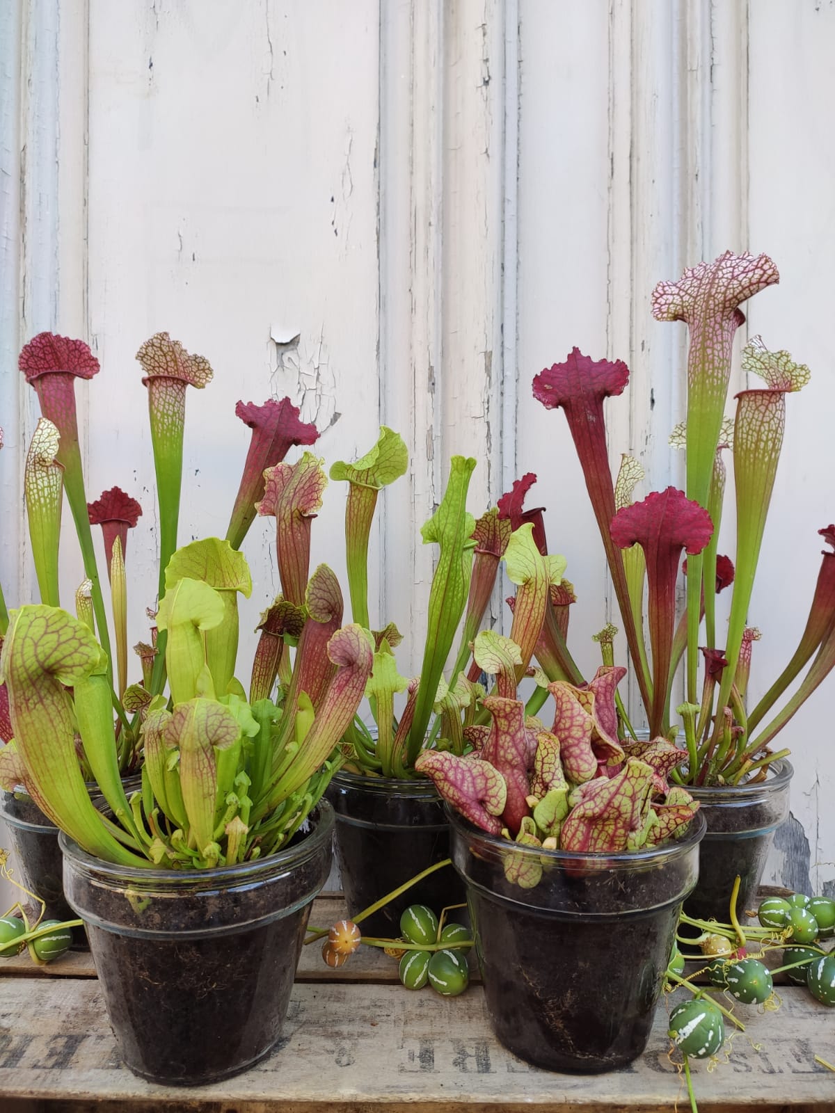 SARRACENIA -Plante carnivore