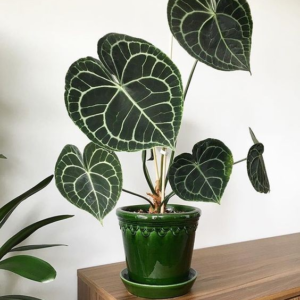 Anthurium clarinervium