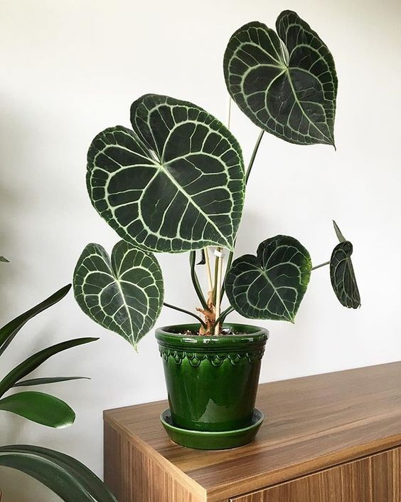 Anthurium clarinervium