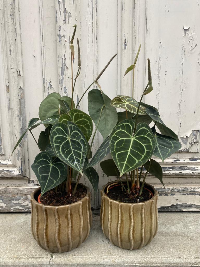 anthurium clarinervium anthurium clarinervium