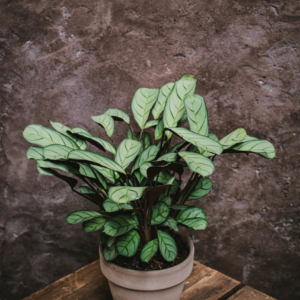 Ctenanthe
