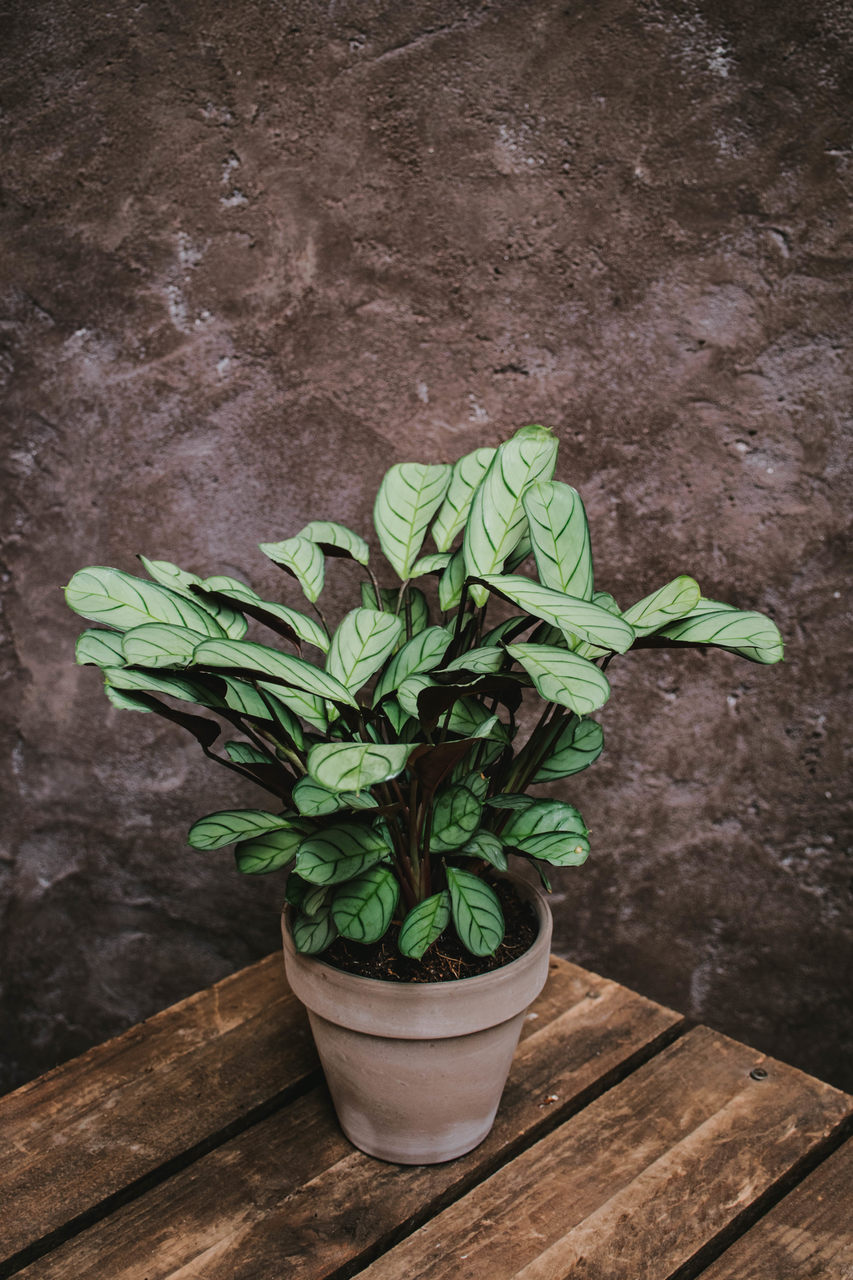 Ctenanthe
