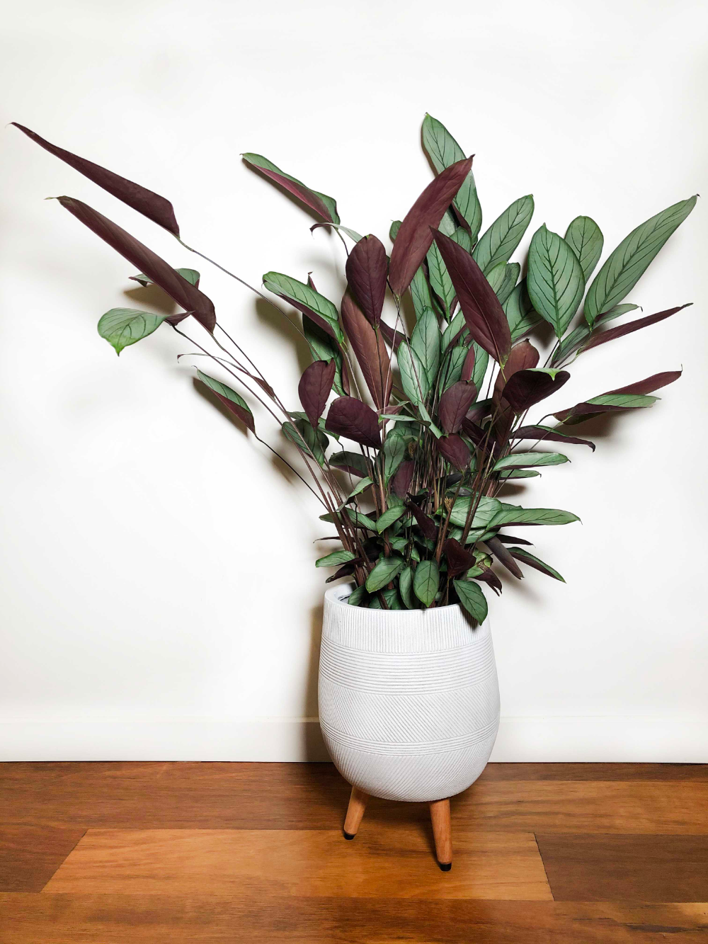 Ctenanthe Ctenanthe
