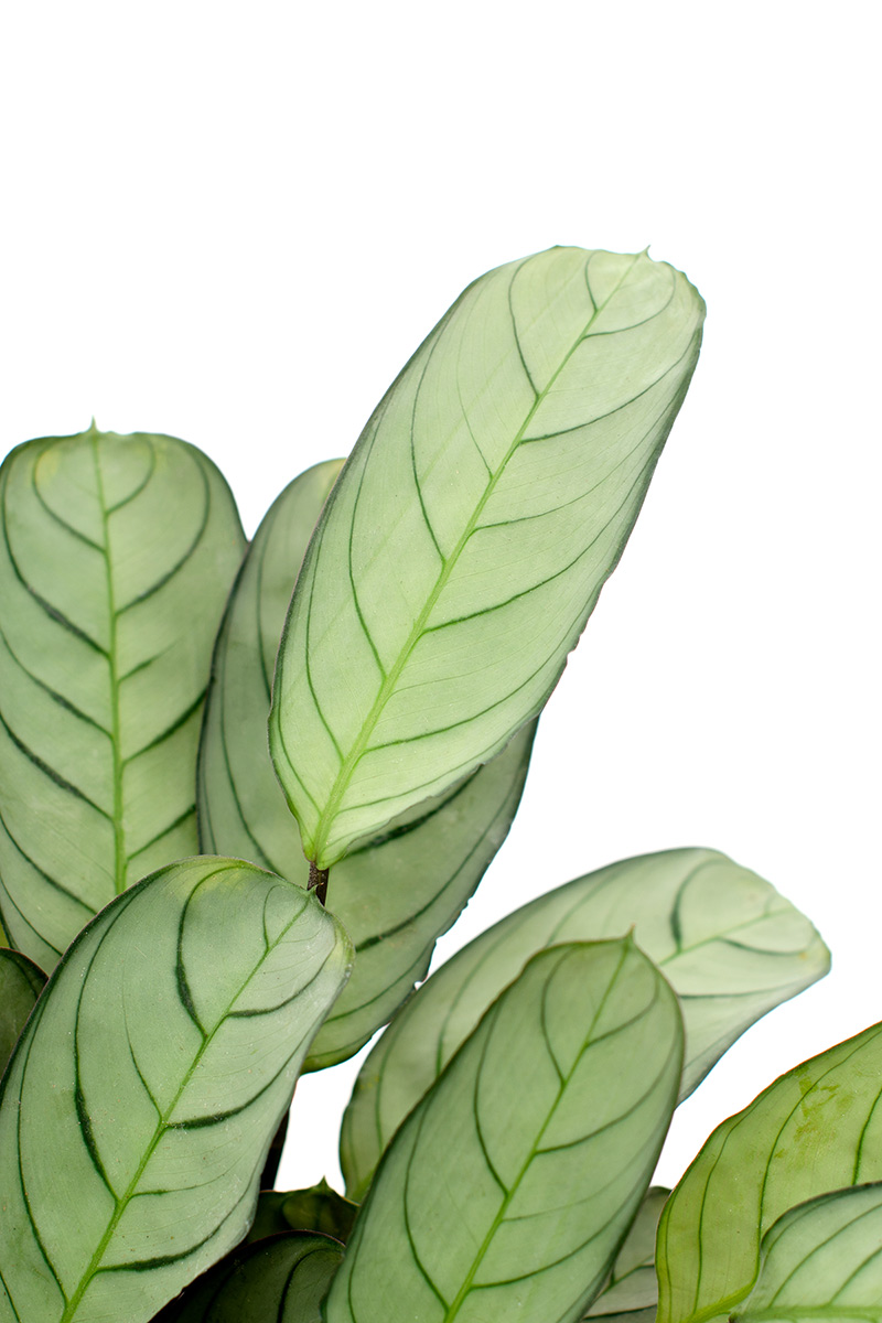 Ctenanthe Ctenanthe