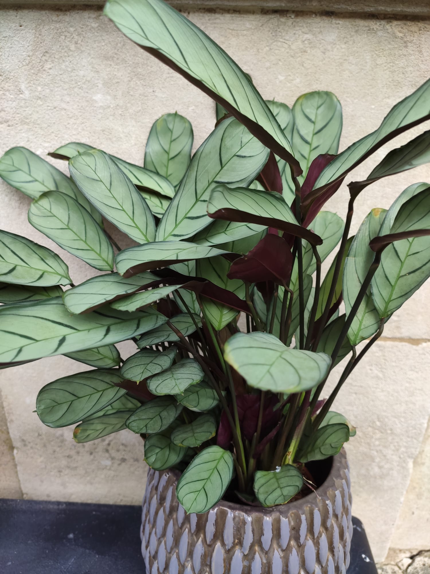 ctenanthe