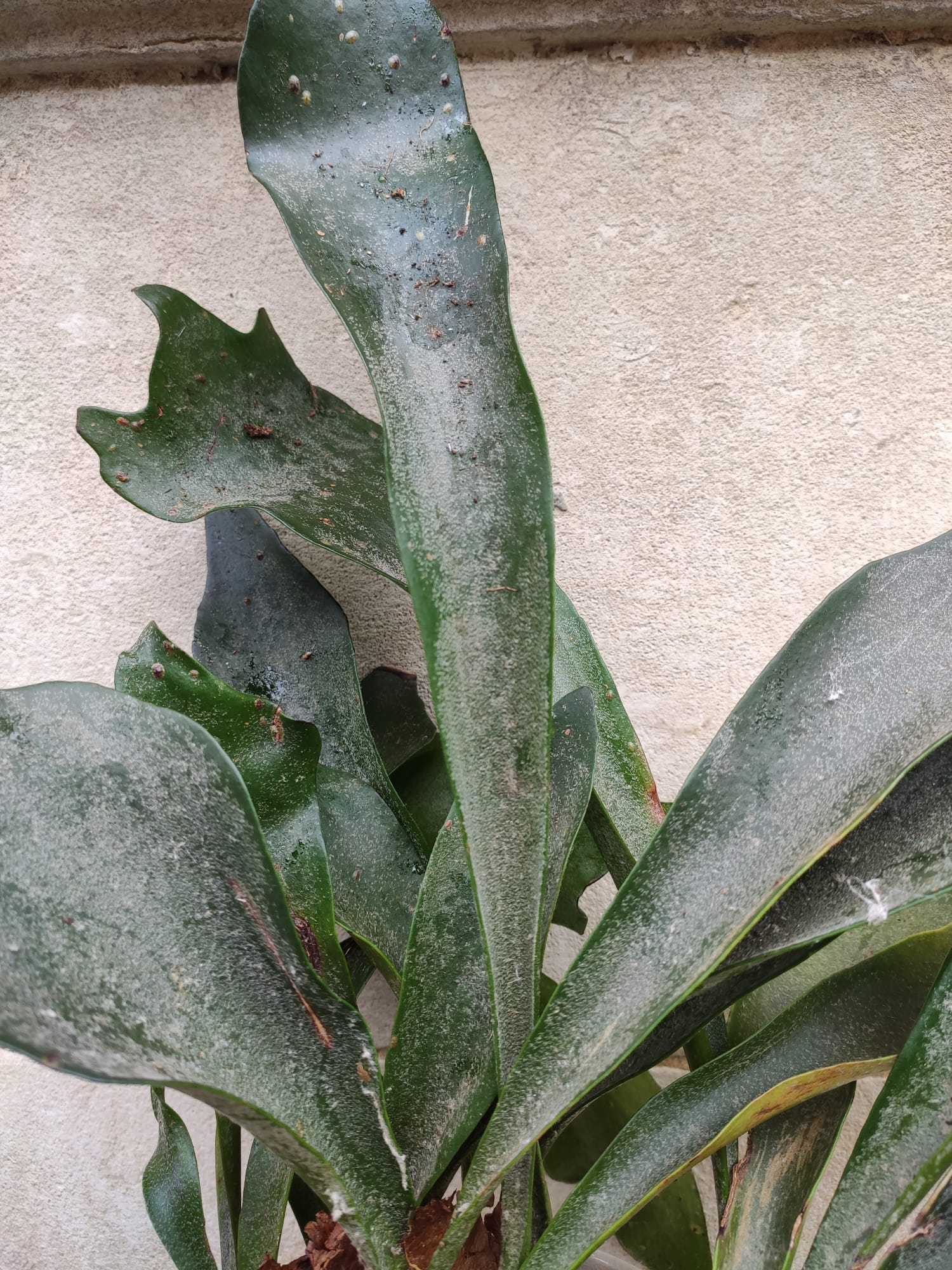 platycerium