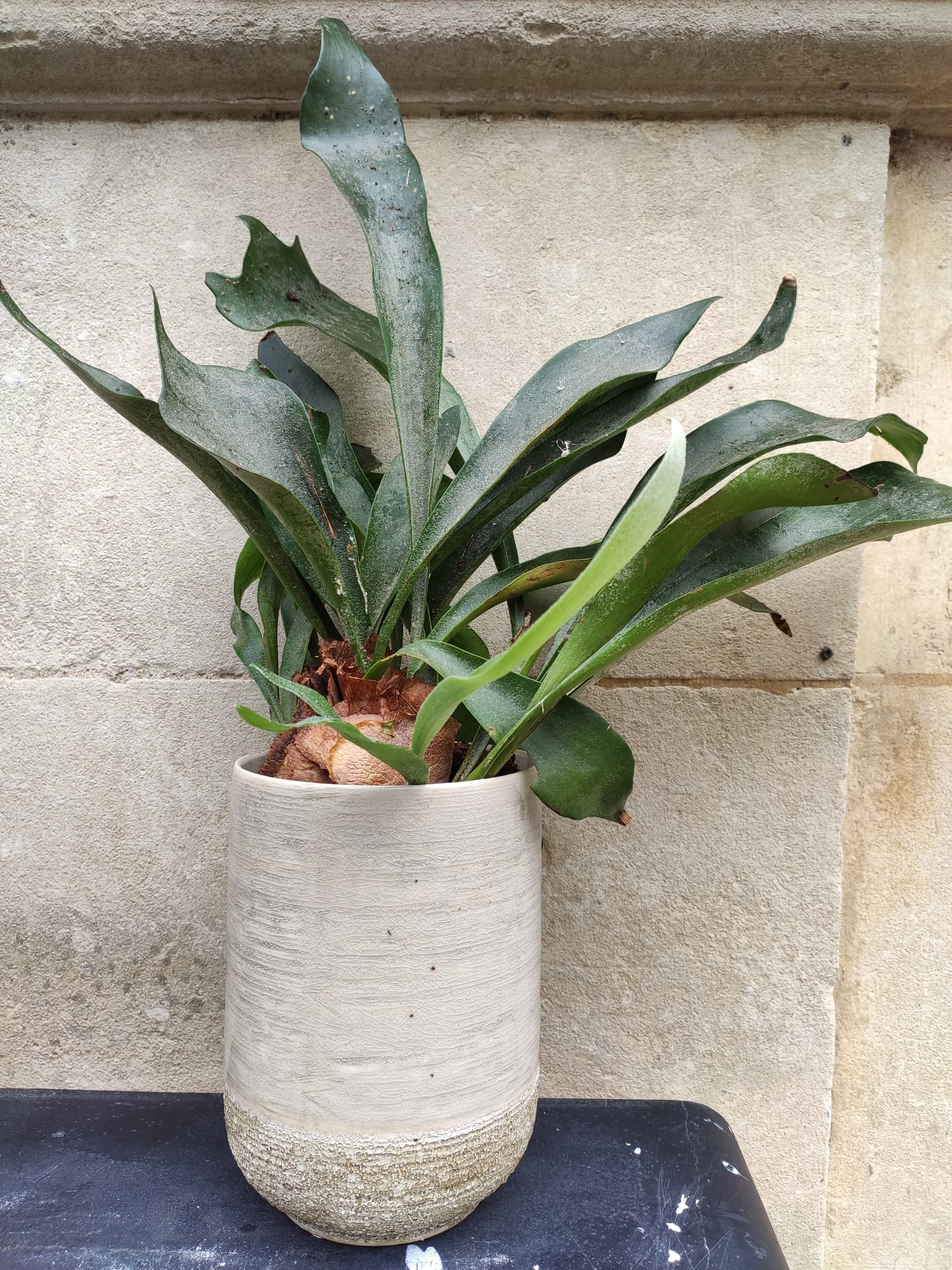 Platycerium Platycerium