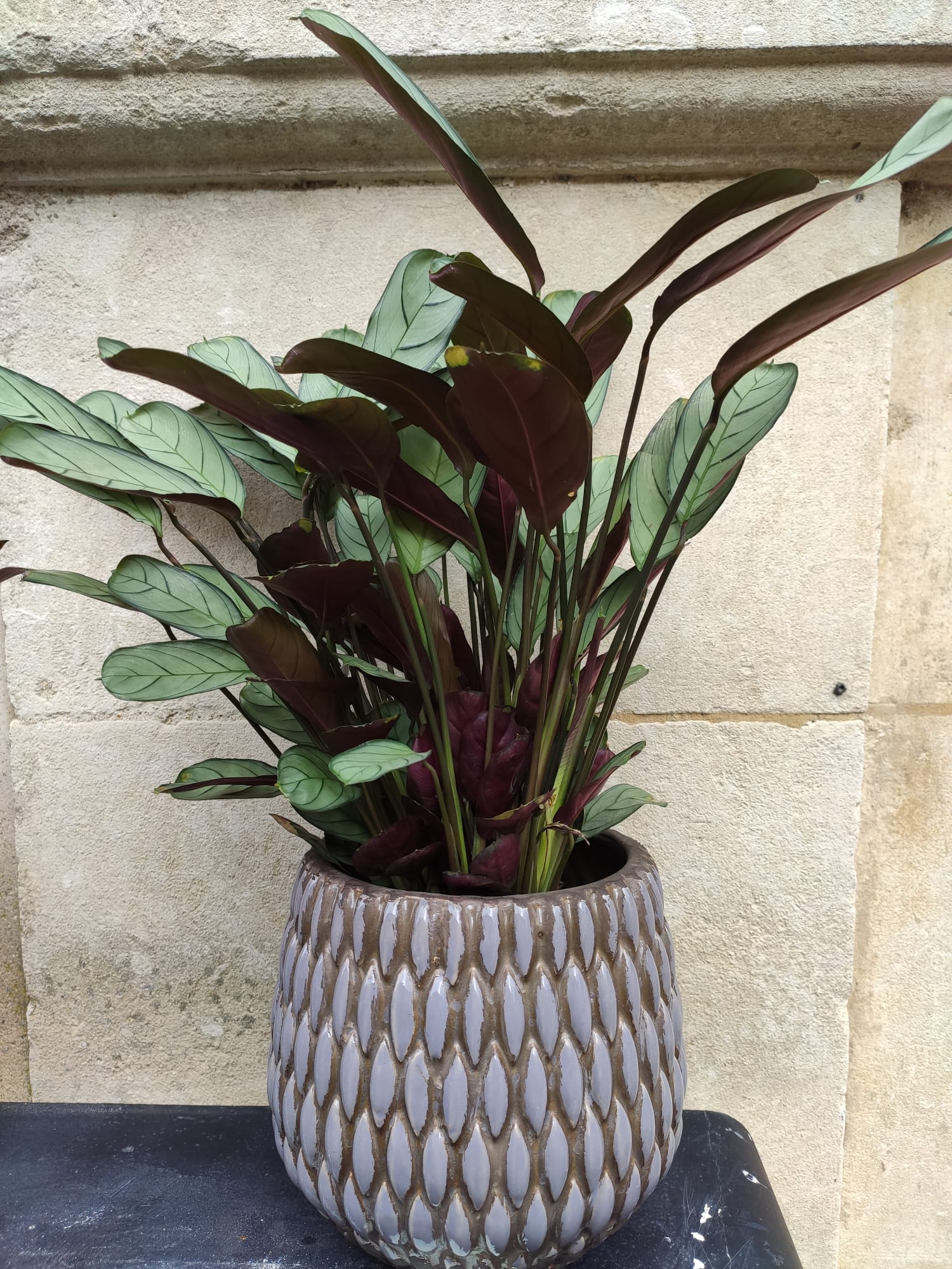 Ctenanthe Ctenanthe