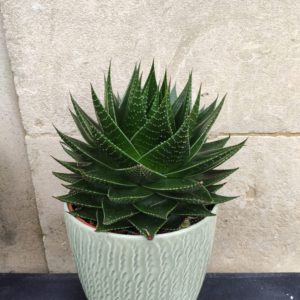 Aloe Lotus Silver