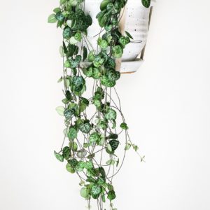 Ceropegia