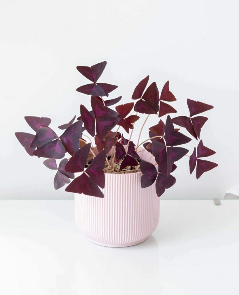 Oxalis