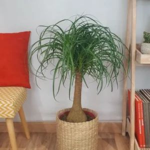 Beaucarnéa