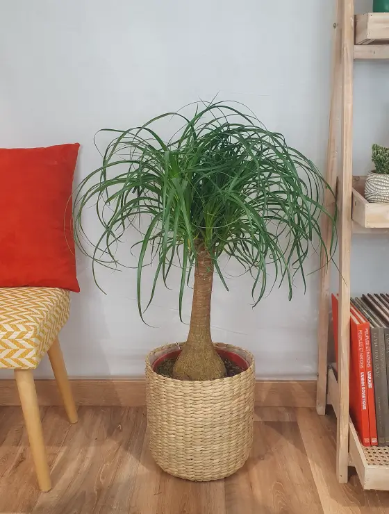 Beaucarnéa